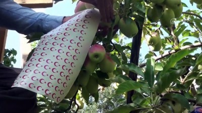 esenli - Ay yıldızlı 'uzun elmalar' ilgi görüyor - KARS  Videosu