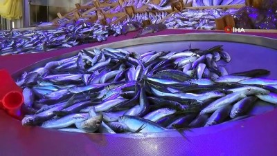  Balık sezonu açıldı, tezgahlar şenlendi 