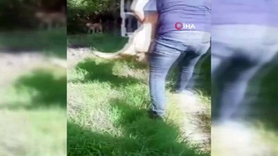 silahli saldiri -  Mahallenin baktığı sokak köpeğini tüfekle ensesinden vurdular Videosu