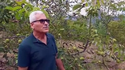 isci emeklisi - Kayalık araziyi tonlarca toprakla ceviz bahçesine çevirdiler - ZONGULDAK  Videosu