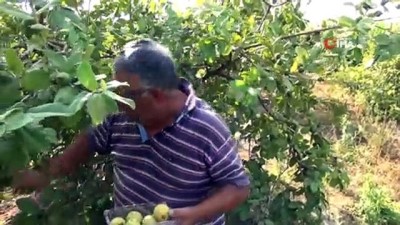  Kilosu 6 lira, her derde deva...Guava meyvesinin hasadına başlandı