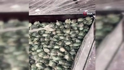  Sarp Gümrük Kapısında 2 bin 500 su kaplumbağası ele geçirildi 
