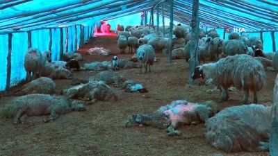  Çiçek hastalığının telef ettiği 600 koyunu için ağıt yakıp gözyaşı döktü 