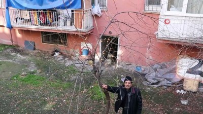 hava sicakliklari -  Malatya’da erik ağacı kış ortasında meyve verdi  Videosu