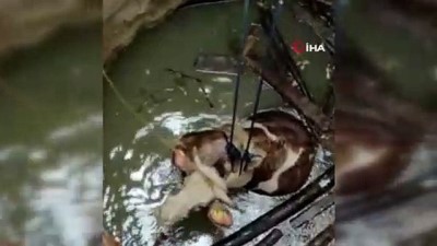 aski -  15 metrelik kuyuya düşen gebe inek kurtarıldı  Videosu