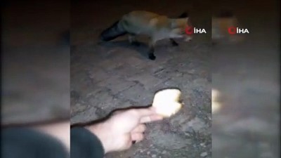   Aç kalan tilkiyi elleriyle böyle besledi