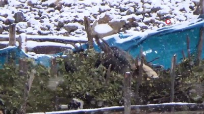 habur -  Beytüşşebap'ta kar yağışı hayatı olumsuz etkiledi  Videosu