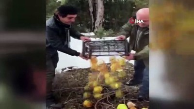 sparta -  Antalya'da yaban hayvanları için yem bırakıldı  Videosu