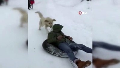 turan genc -  Aracın arkasına bağladığı şambrelle kaymak istedi, arkasından gelen köpekle büyük korku yaşadı  Videosu