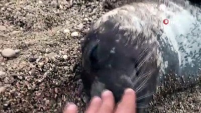 deniz kiyisi -  Antalya'da ölü Akdeniz foku kıyaya vurdu  Videosu
