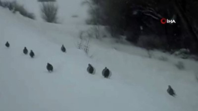  Keklikler karlı yolda böyle ilerledi 