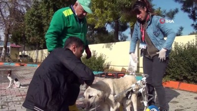  Engelli hayvanlar yürüteçle hayata bağlandı 