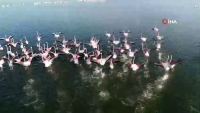 dunya rekoru -  Kış mevsimi ılıman geçince flamingolar göç etmedi  Videosu