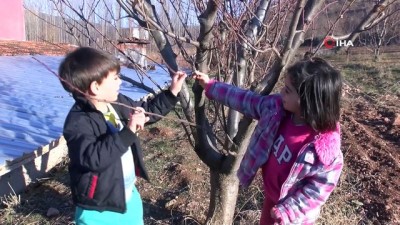 hava sicakliklari -  Yalancı baharda şaşıran ağaçlar çiçek açtı  Videosu