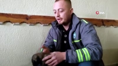  4 yavru köpeği çuvala koyup çöpe attılar 