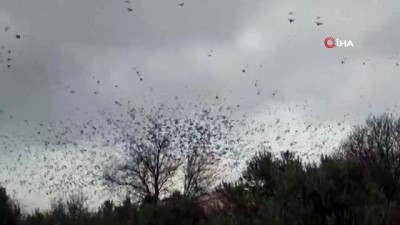 sigircik -  Binlerce sığırcık kuşu meyve bahçelerine dadandı  Videosu