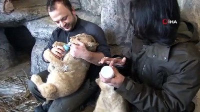 timsah -  Çocuklar, sömestr tatilinde aslan ve kaplan yavrularını sevme fırsatı bulacaklar  Videosu