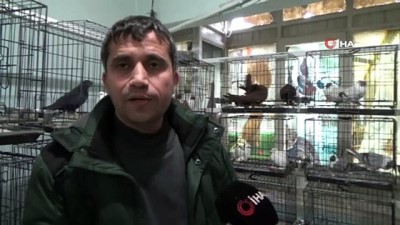 ihracat -  Diyarbakır’da 3 bina değeri 50 bin lirayı bulan güvercinler için otele çevrildi  Videosu