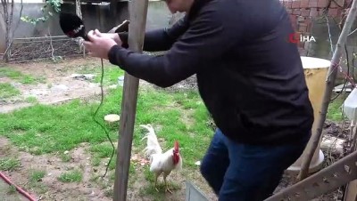 siginma -  Saldırgan horoz bu seferde gazetecileri hedef aldı  Videosu