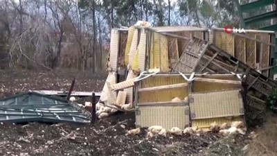  Tır devrildi 2 bin 200 tavuk telef oldu 