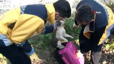 siddete hayir -  Eyüpsultan’da 2019 yılında 6 bin sokak hayvanı tedavi edildi  Videosu