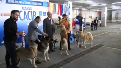  Köpek ırkları yarışması sona erdi