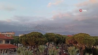 sigircik -  Binlerce sığırcık kuşundan görsel şov  Videosu