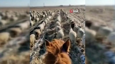  - Çinli çobandan şaşırtan eğitim
- Koyunlarına askeri düzende yürümeyi öğretti 