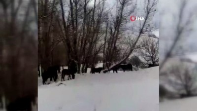 hayvan severler -  Hakkari’de at sürüsü ölüme terk edildi  Videosu