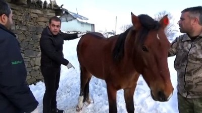 rontgen -  Ölüme terk edilen atı jandarma kurtardı  Videosu