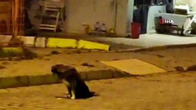  Silivri'de kurşunlanan ve felç kalan köpekle ilgili sevindirici gelişme 