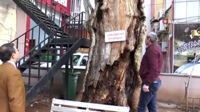  400 yıllık anıt ağacı kurtarma çalışması başlatıldı 