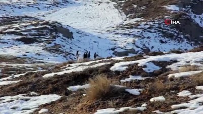 yabani hayvanlar -  Sivas’ta yaban hayatı unutulmadı  Videosu