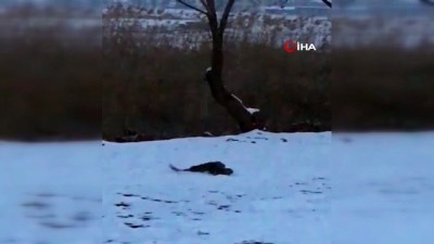  Su samurlarının kavgası kameraya yansıdı 