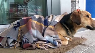 guvenlikci -  Yürekleri ısıtın görüntüler Yalova'dan...Soğuktan üşüyen köpeğin üstünü şalla örttüler  Videosu