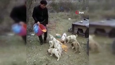  Aç kalan köpekler için seferberlik 