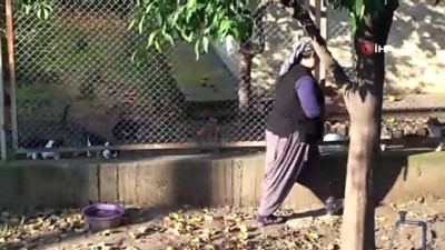  Nöbetçi kedi bakıcısı 