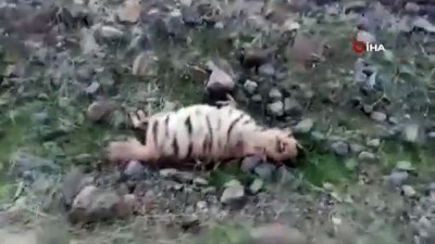  - Siverek'te türüne az rastlanan sırtlan bulundu 