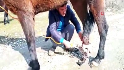 bulduk -  Küçük çobanlar ayağı kırılan at için seferber oldu  Videosu