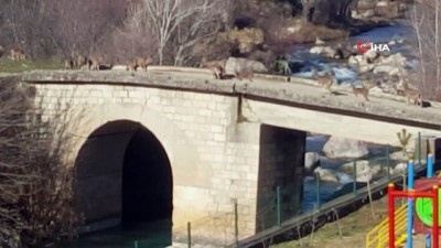 keci -  Sürü halindeki yaban keçileri güneşin tadını çıkarttı  Videosu