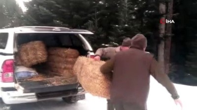 ormana -  Karda aç kalan yaban hayvanları için ormana yem bırakıldı  Videosu