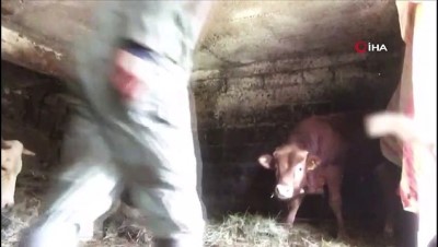 hayvan sevgisi -  Sahibinin komutlarına uyan 5 aylık buzağı görenleri şaşırtıyor  Videosu