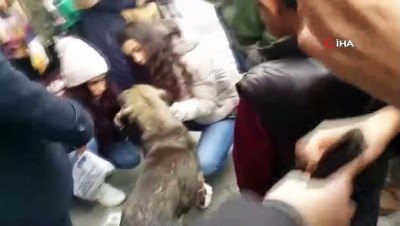  Aracın çarptığı iddia edilen köpeğe vatandaşlardan şefkat eli 