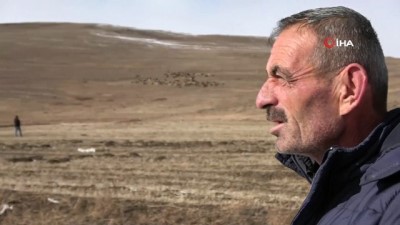  Ardahan’da kış ayında sıcak hava çiftçiye ekonomik kazanç sağlıyor