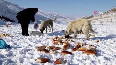  Başkale’de sahipsiz sokak hayvanlarına yem desteği 