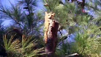  Çıktığı ağaçta mahsur kalan kedi vinçle indirildi 