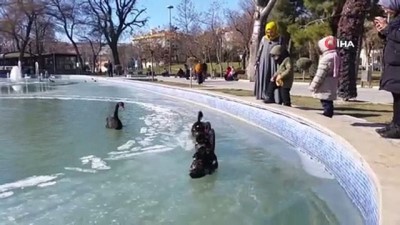 buz kutlesi -  Buz tutan havuzda kuğuların yürüme mücadelesi renkli görüntüler oluşturdu  Videosu