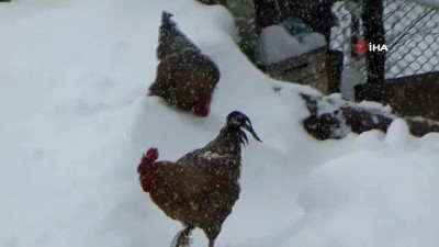 mahsur kaldi -  Hayvanların karla mücadelesi kamerada  Videosu