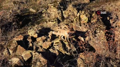 cakal -  Yiyecek bulamayan yaban hayvanları yerleşim alanlarına indi  Videosu