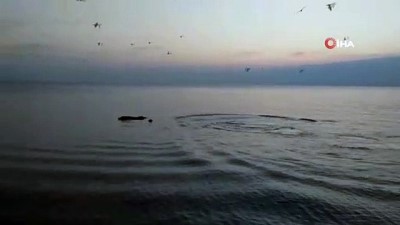gana -  Acıkan Yunuslar sahilde balık avladı  Videosu